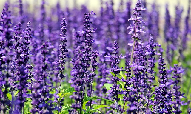 lavanda