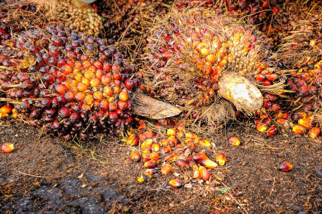 olio di palma - frutti